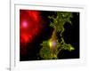 Nerve Cells-Riccardo Cassiani-ingoni-Framed Photographic Print