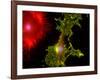 Nerve Cells-Riccardo Cassiani-ingoni-Framed Photographic Print