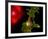 Nerve Cells-Riccardo Cassiani-ingoni-Framed Photographic Print