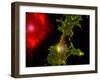 Nerve Cells-Riccardo Cassiani-ingoni-Framed Photographic Print