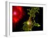 Nerve Cells-Riccardo Cassiani-ingoni-Framed Photographic Print