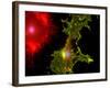 Nerve Cells-Riccardo Cassiani-ingoni-Framed Photographic Print