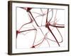 Nerve Cells-Christian Darkin-Framed Photographic Print