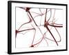 Nerve Cells-Christian Darkin-Framed Photographic Print