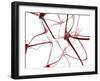 Nerve Cells-Christian Darkin-Framed Photographic Print