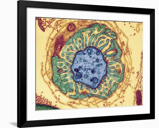 Nerve Fibre Node, TEM-Thomas Deerinck-Framed Photographic Print