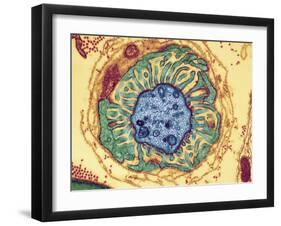 Nerve Fibre Node, TEM-Thomas Deerinck-Framed Photographic Print