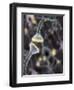 Nerve Synapse, Artwork-Equinox Graphics-Framed Premium Photographic Print