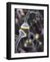 Nerve Synapse, Artwork-Equinox Graphics-Framed Photographic Print