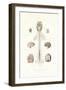 Nervous System, 1833-39-null-Framed Giclee Print