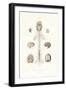 Nervous System, 1833-39-null-Framed Giclee Print