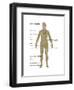 Nervous System in Female Anatomy-Gwen Shockey-Framed Art Print