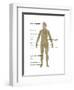 Nervous System in Female Anatomy-Gwen Shockey-Framed Art Print