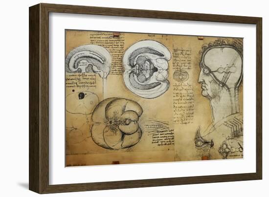 Nervous System Leonardo Da Vinci's Drawing-null-Framed Giclee Print