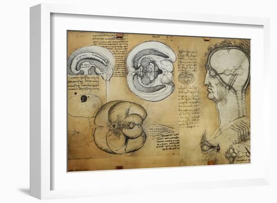 Nervous System Leonardo Da Vinci's Drawing-null-Framed Giclee Print