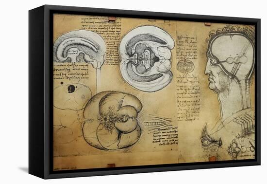 Nervous System Leonardo Da Vinci's Drawing-null-Framed Stretched Canvas