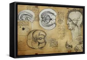 Nervous System Leonardo Da Vinci's Drawing-null-Framed Stretched Canvas