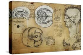 Nervous System Leonardo Da Vinci's Drawing-null-Stretched Canvas