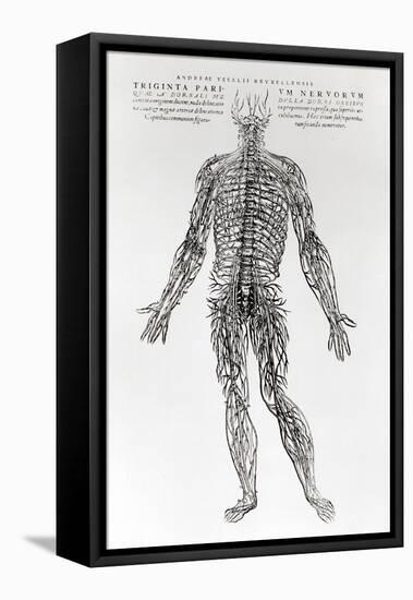 Nervous System-Andreas Vesalius-Framed Stretched Canvas