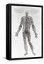 Nervous System-Andreas Vesalius-Framed Stretched Canvas