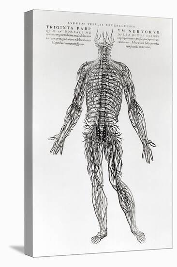 Nervous System-Andreas Vesalius-Stretched Canvas