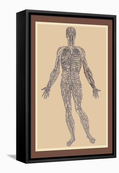 Nervous System-Andreas Vesalius-Framed Stretched Canvas