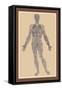 Nervous System-Andreas Vesalius-Framed Stretched Canvas