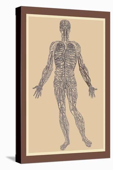 Nervous System-Andreas Vesalius-Stretched Canvas