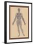 Nervous System-Andreas Vesalius-Framed Art Print