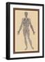 Nervous System-Andreas Vesalius-Framed Art Print