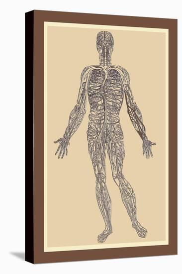 Nervous System-Andreas Vesalius-Stretched Canvas