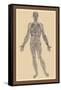 Nervous System-Andreas Vesalius-Framed Stretched Canvas