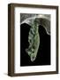 Nessaea Batesii (Bates Olivewing) - Pupa-Paul Starosta-Framed Photographic Print