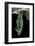 Nessaea Batesii (Bates Olivewing) - Pupa-Paul Starosta-Framed Photographic Print