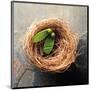 Nest 2-Glen and Gayle Wans-Mounted Giclee Print