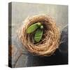 Nest 2-Glen and Gayle Wans-Stretched Canvas