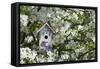 Nest Box in Blooming Sugartyme Crabapple Tree, Marion, Illinois, Usa-Richard ans Susan Day-Framed Stretched Canvas