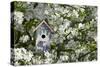 Nest Box in Blooming Sugartyme Crabapple Tree, Marion, Illinois, Usa-Richard ans Susan Day-Stretched Canvas