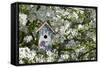 Nest Box in Blooming Sugartyme Crabapple Tree, Marion, Illinois, Usa-Richard ans Susan Day-Framed Stretched Canvas