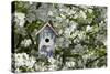 Nest Box in Blooming Sugartyme Crabapple Tree, Marion, Illinois, Usa-Richard ans Susan Day-Stretched Canvas