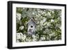 Nest Box in Blooming Sugartyme Crabapple Tree, Marion, Illinois, Usa-Richard ans Susan Day-Framed Photographic Print