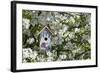 Nest Box in Blooming Sugartyme Crabapple Tree, Marion, Illinois, Usa-Richard ans Susan Day-Framed Photographic Print