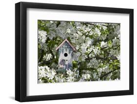 Nest Box in Blooming Sugartyme Crabapple Tree, Marion, Illinois, Usa-Richard ans Susan Day-Framed Photographic Print
