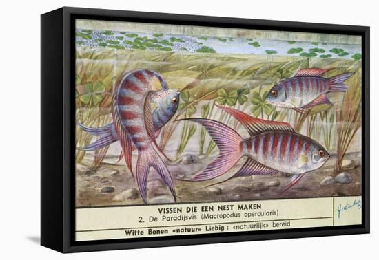 Nest-Making Fish-null-Framed Stretched Canvas