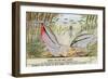 Nest-Making Fish-null-Framed Art Print