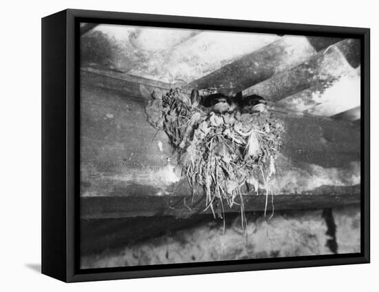 Nest of Swallows-null-Framed Stretched Canvas