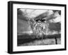 Nest of Swallows-null-Framed Photographic Print