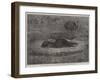 Nest of the American Ostriches in the Zoological Society's Gardens, Regent's Park-null-Framed Giclee Print