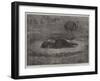 Nest of the American Ostriches in the Zoological Society's Gardens, Regent's Park-null-Framed Giclee Print