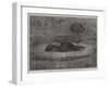 Nest of the American Ostriches in the Zoological Society's Gardens, Regent's Park-null-Framed Giclee Print